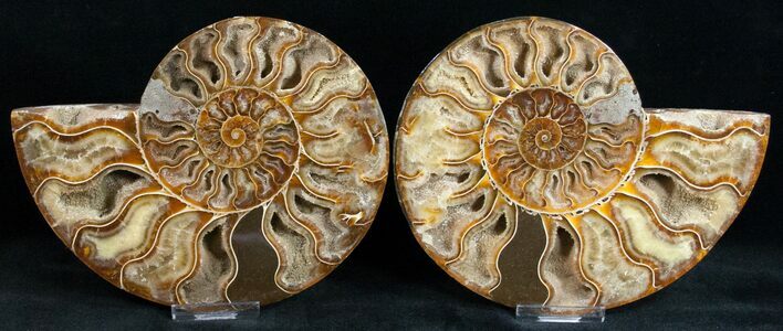 / Polished Ammonite Pair - Crystal Pockets #11793
